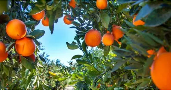 Thoughtful-Insights-Thoughtful-Advisors-11-21-2025_09_30_PM