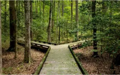 How to Beat Investing FOMO: The Power of Patient Wealth Building